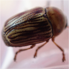 Cryptocephalus spurcus