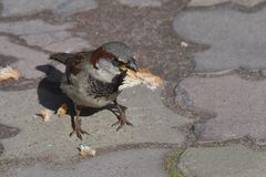 Passer domesticus