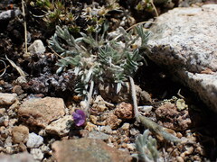 Oxytropis parryi