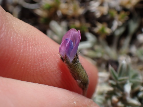 Image of Oxytropis parryi by (c) Martin Purdy, some rights reserved (CC BY)