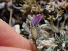 Oxytropis parryi