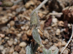Oxytropis parryi