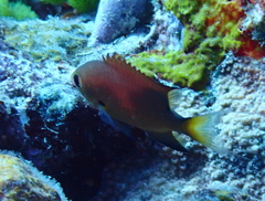 Pycnochromis atripes