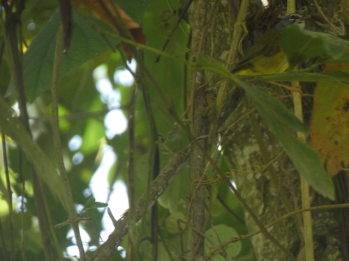White-lored Warbler (Myiothlypis conspicillata), photo 3