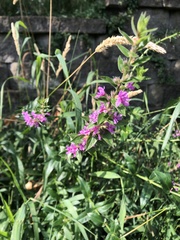 Lythrum salicaria