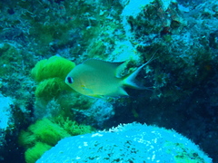 Pycnochromis amboinensis