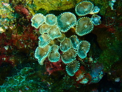 Palythoa heliodiscus
