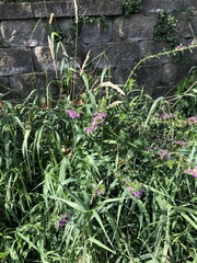 Lythrum salicaria