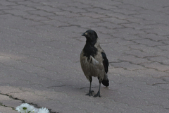 Corvus cornix