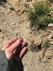 Eriogonum nudum scapigerum