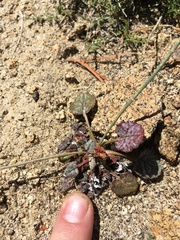 Eriogonum nudum scapigerum
