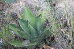 Agave salmiana crassispina