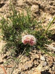 Eriogonum nudum scapigerum