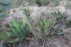 Agave salmiana crassispina