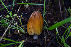 Coprinellus domesticus