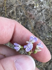 Pediomelum linearifolium