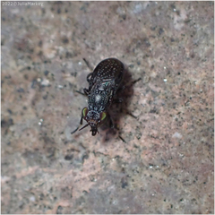 Stictomyia