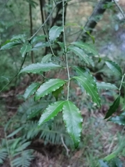Euonymus mexicanus