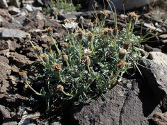 Erigeron pygmaeus