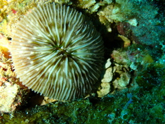 Pleuractis granulosa