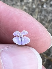 Pediomelum linearifolium