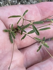 Pediomelum linearifolium