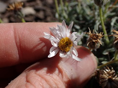 Erigeron pygmaeus