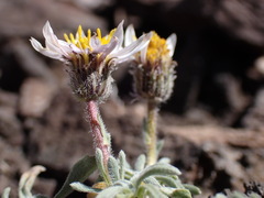 Erigeron pygmaeus