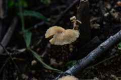 Agaricales