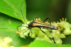 Strangalia acuminata