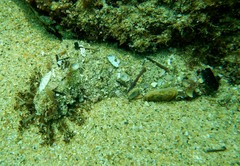 Holothuria inornata