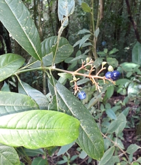 Palicourea padifolia