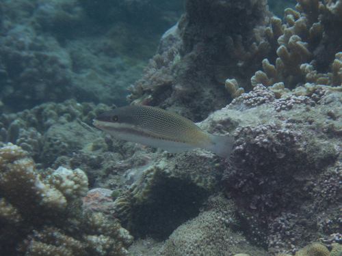 Three-lined rainbow wrasse (Stethojulis trilineata) — Labridae — 5