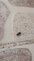 Anthaxia nitidula signaticollis