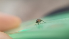 Anthaxia nitidula signaticollis