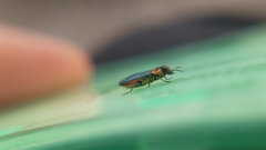 Anthaxia nitidula signaticollis