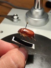 Phyllophaga anxia