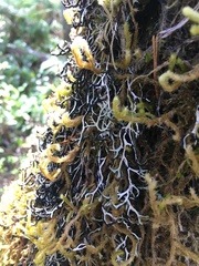 Hypogymnia duplicata