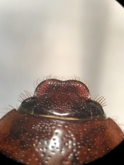 Phyllophaga anxia