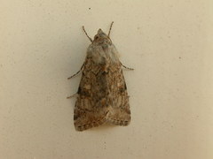 Heliothis punctifera