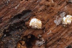 Tolypocladium inflatum