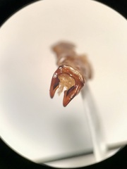 Phyllophaga anxia