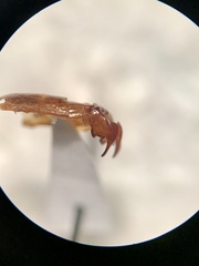 Phyllophaga anxia