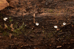Tolypocladium inflatum
