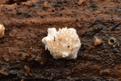 Tolypocladium inflatum