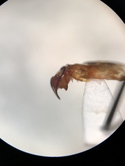 Phyllophaga anxia