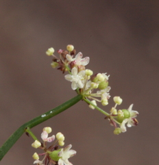 Platysace filiformis