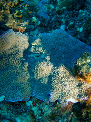 ウネコモンサンゴ