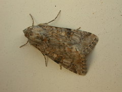 Heliothis punctifera