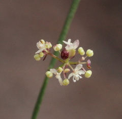 Platysace filiformis
